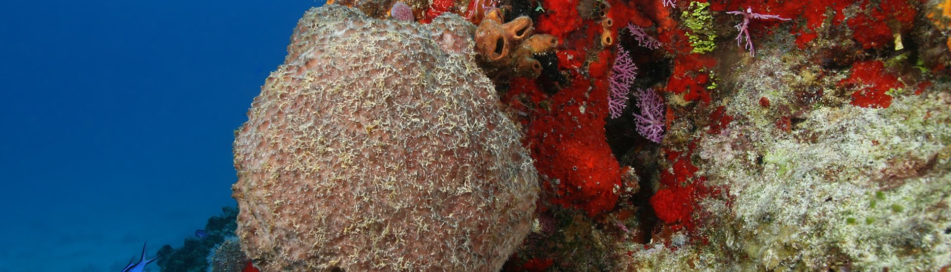 Coral reef cozumel